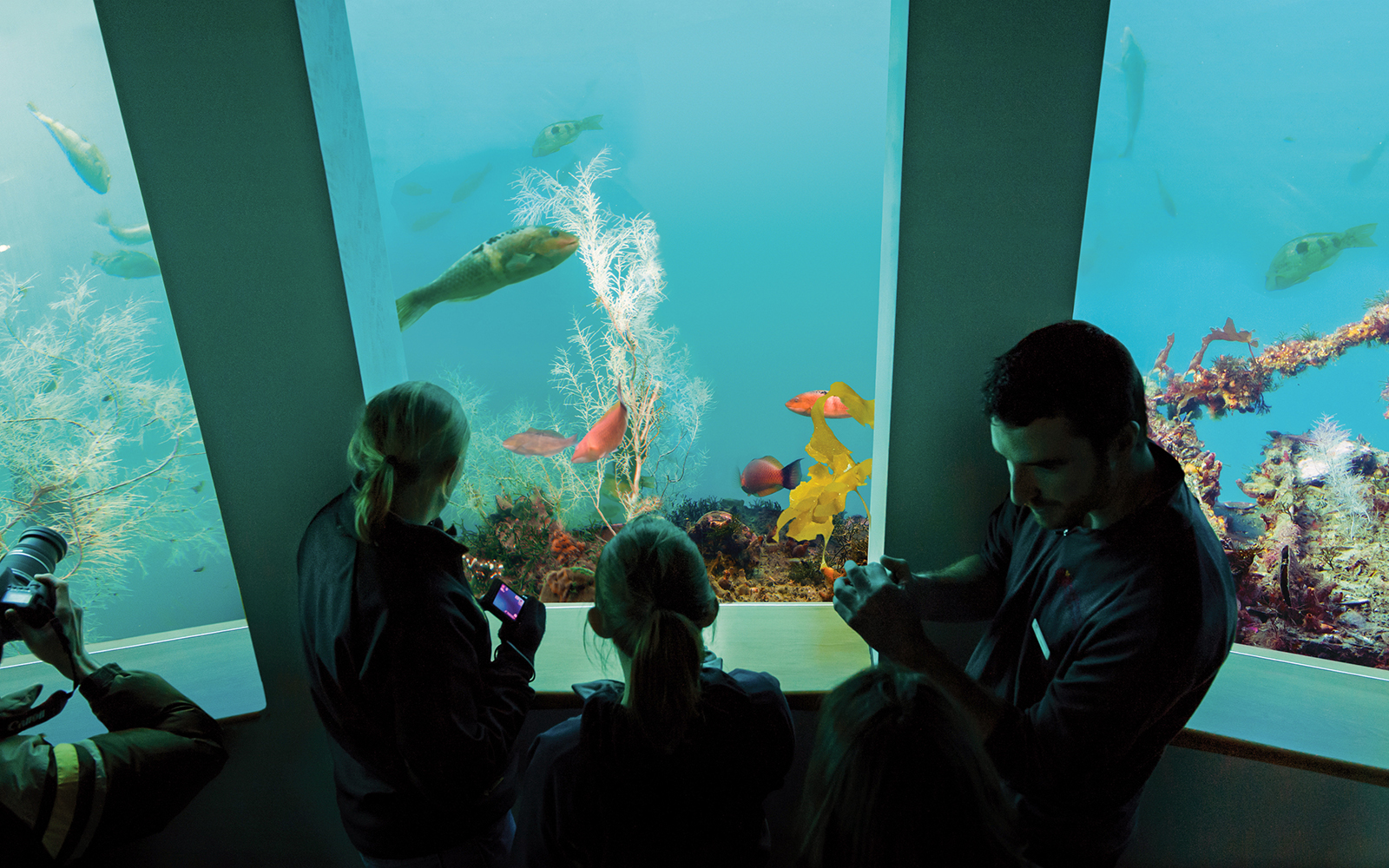 Visitors observing vibrant fish at Milford Sound Underwater Observatory, New Zealand.