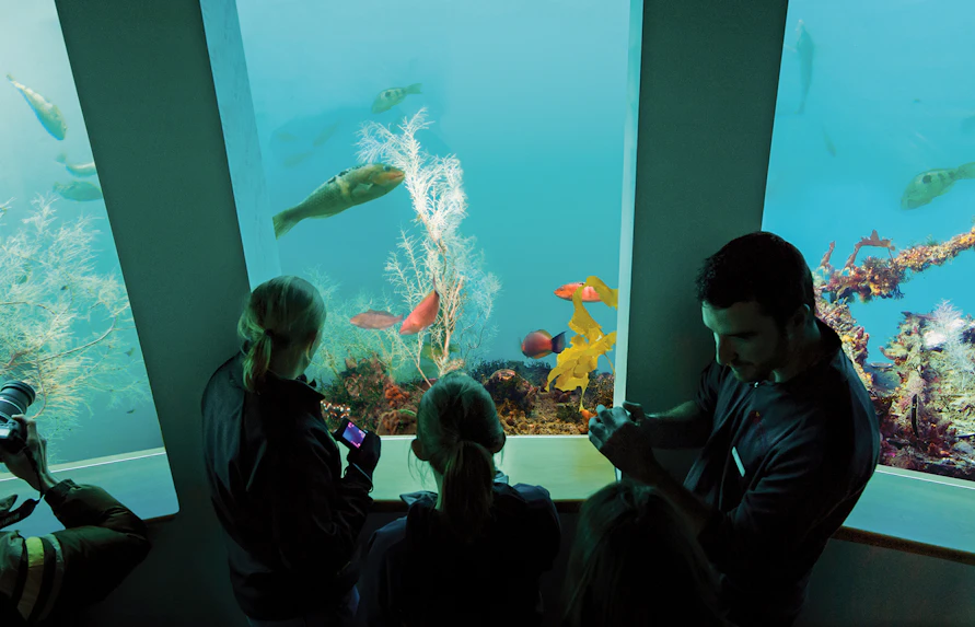 Visitors observing colorful fish at Milford Sound Underwater Observatory.