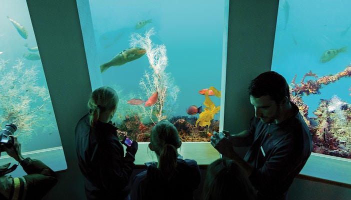Visitors observing vibrant fish at Milford Sound Underwater Observatory, New Zealand.