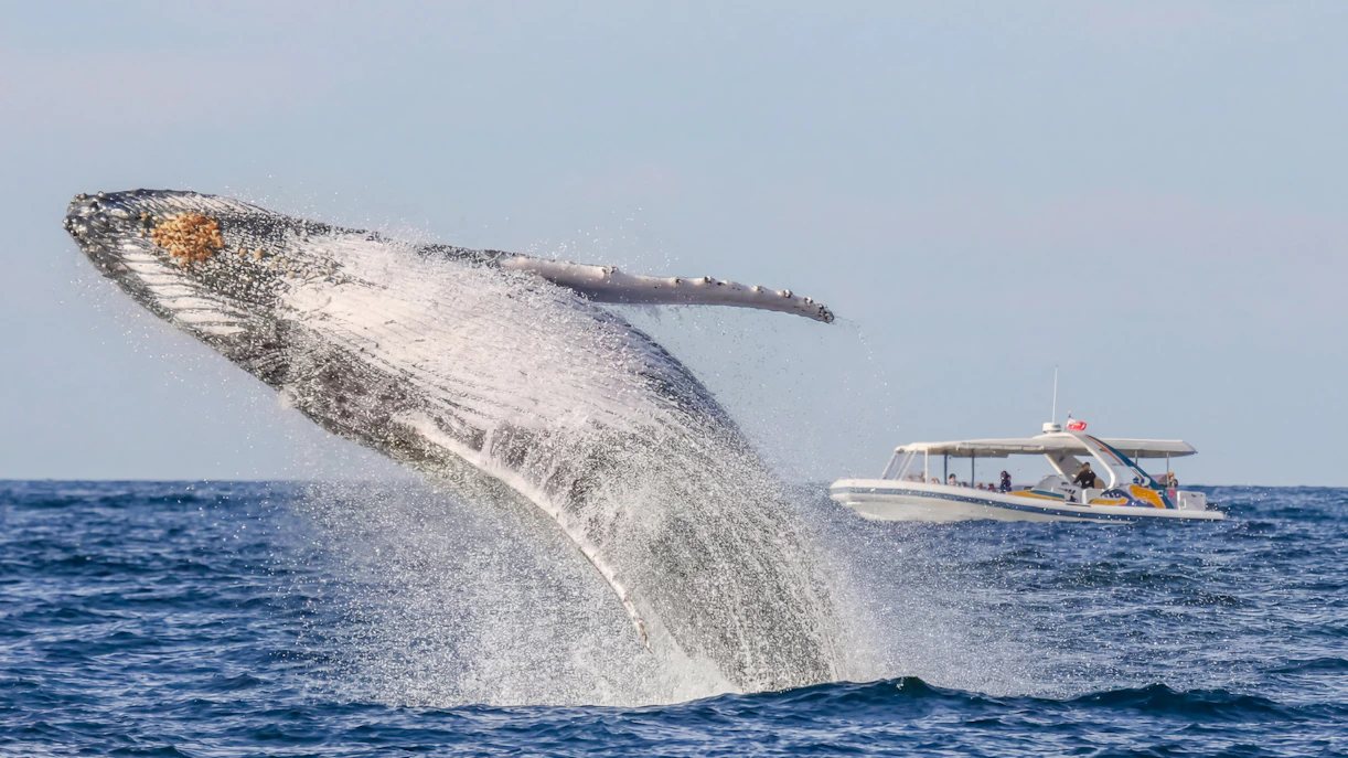 Whale breaching near yacht on Gold Coast luxury whale watching tour.