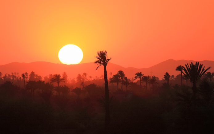 Palmeraie landscape with palm trees silhouetted against a vibrant sunset.