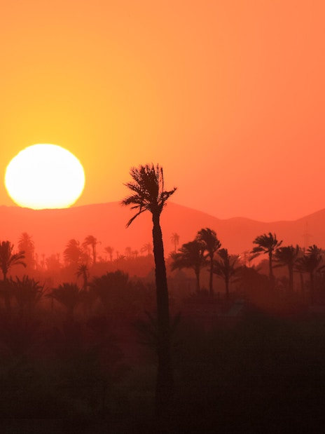 Palmeraie landscape with palm trees silhouetted against a vibrant sunset.