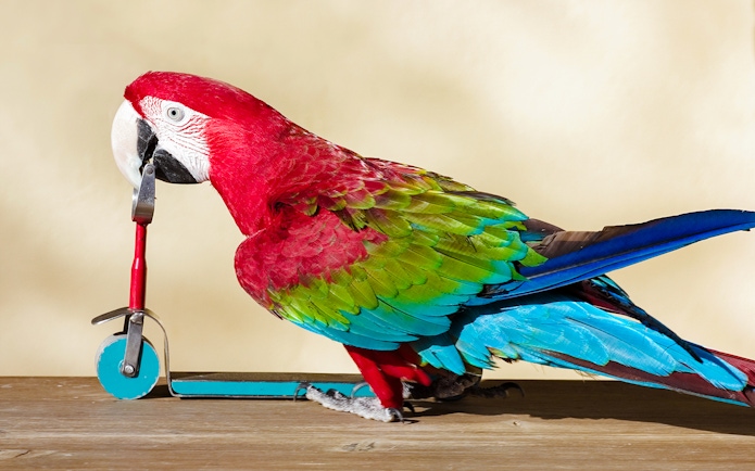 Scarlet macaw perched on a small scooter, showcasing vibrant red, green, and blue feathers.