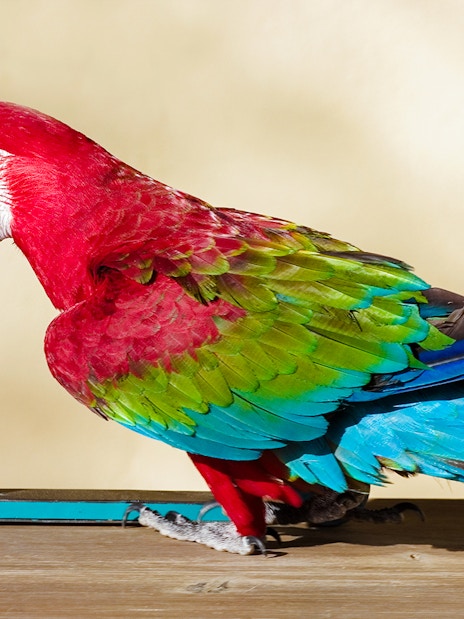 Scarlet macaw perched on a small scooter, showcasing vibrant red, green, and blue feathers.