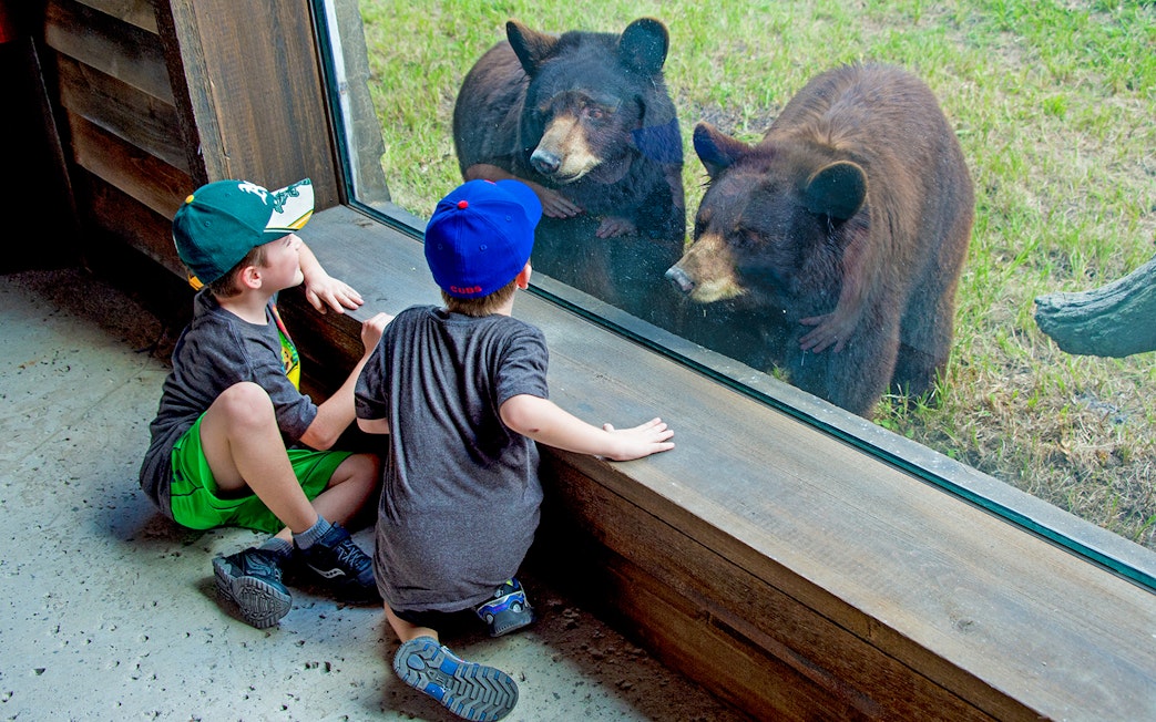Children watching bears through glass at Zoo Miami.