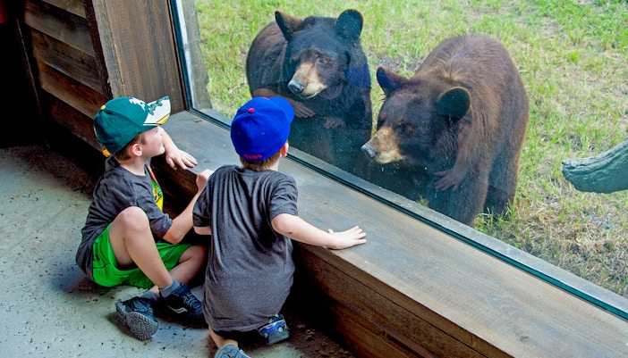 Guests observing Bears at Zoo Miami