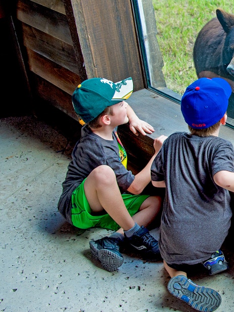 Children watching bears through glass at Zoo Miami.