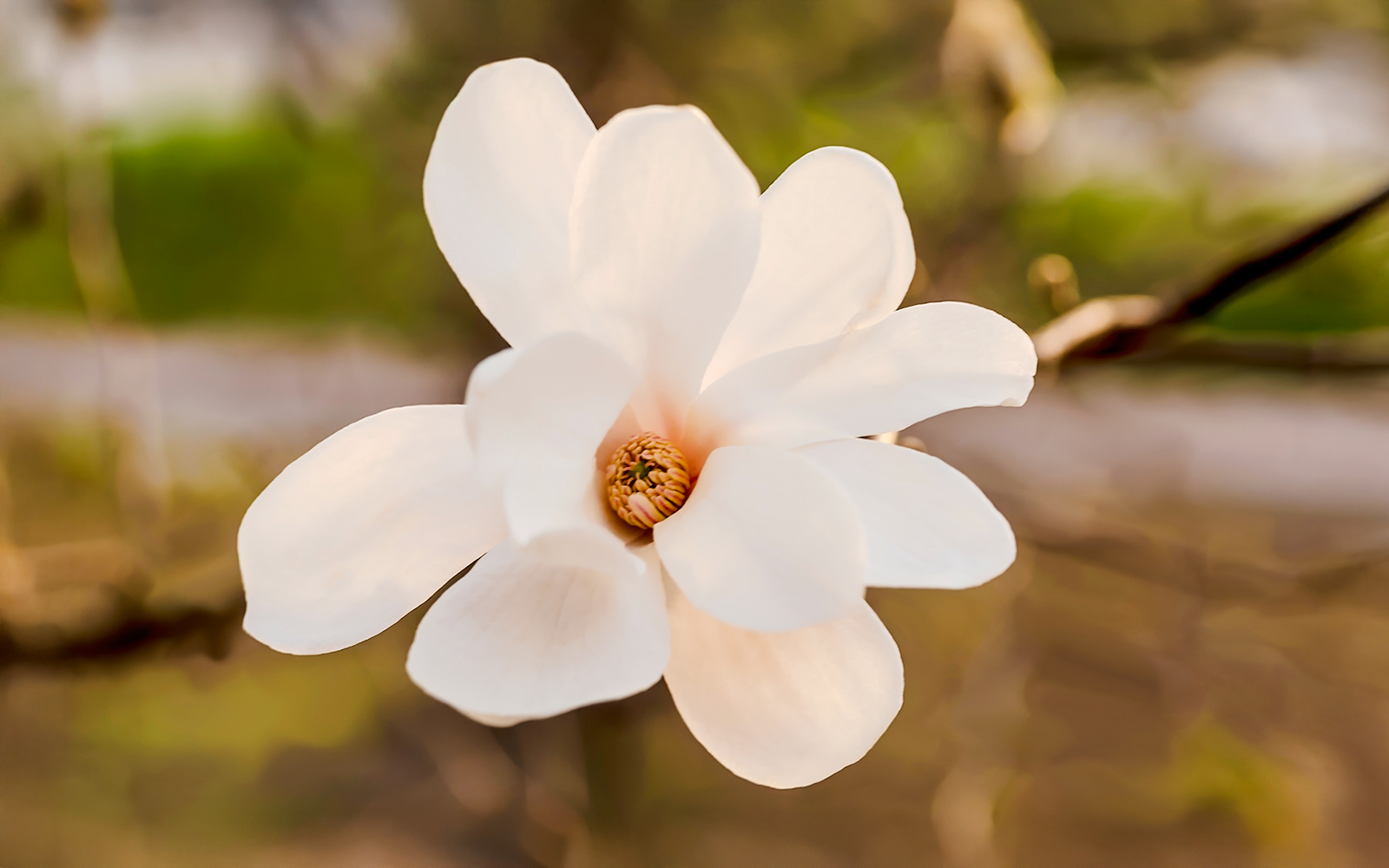 White Magnolia flower in bloom, Magnolia spp.