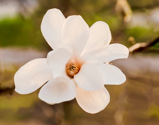 White Magnolia flower in bloom, Magnolia spp.