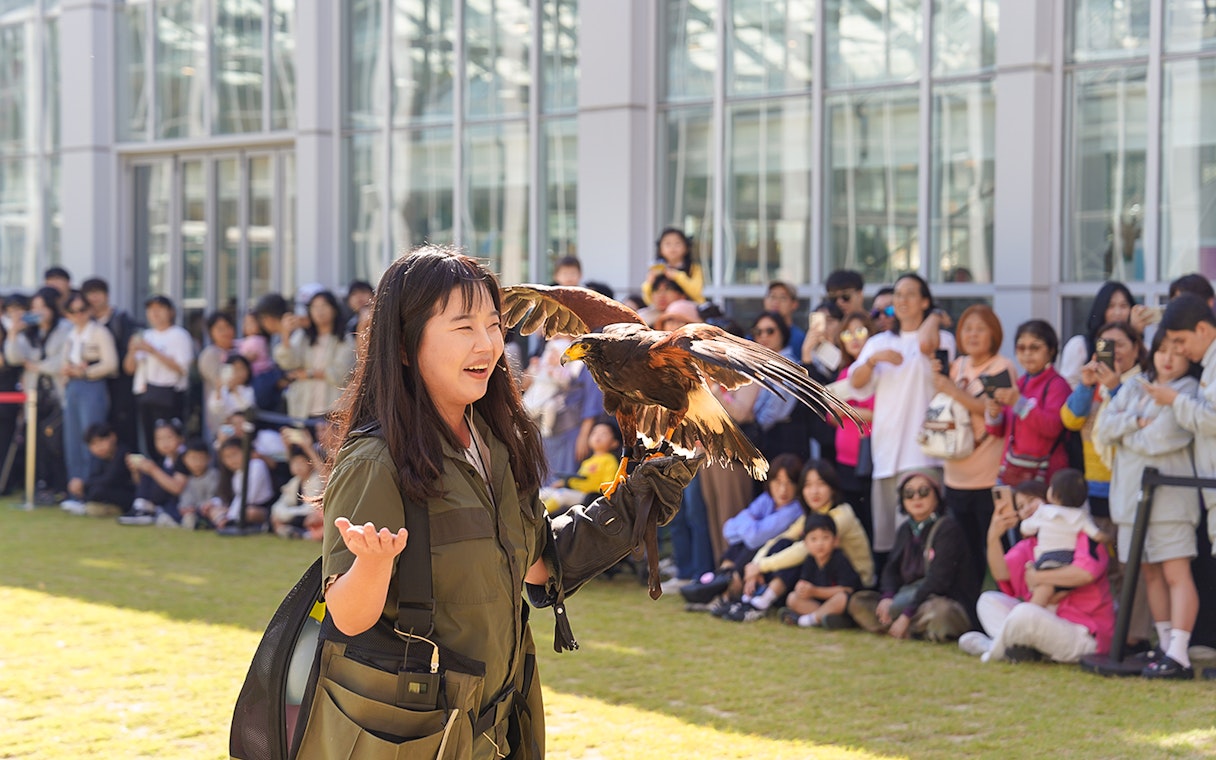 Handler with hawk during outdoor bird show at Gapyeong Begonia Bird Park.