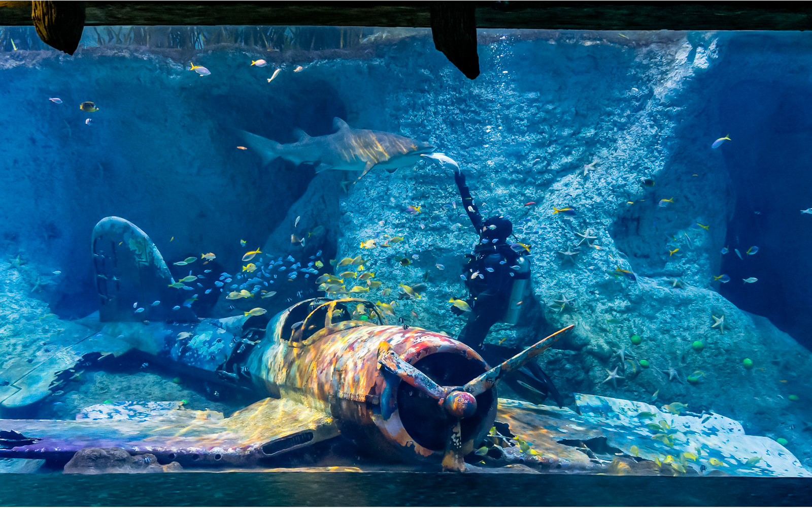 Diver feeding shark near sunken plane at National Aquarium Abu Dhabi.
