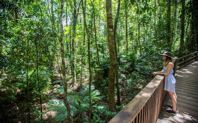Visitor on boardwalk in Daintree Rainforest, Australia, during Billy Tea Safaris tour.