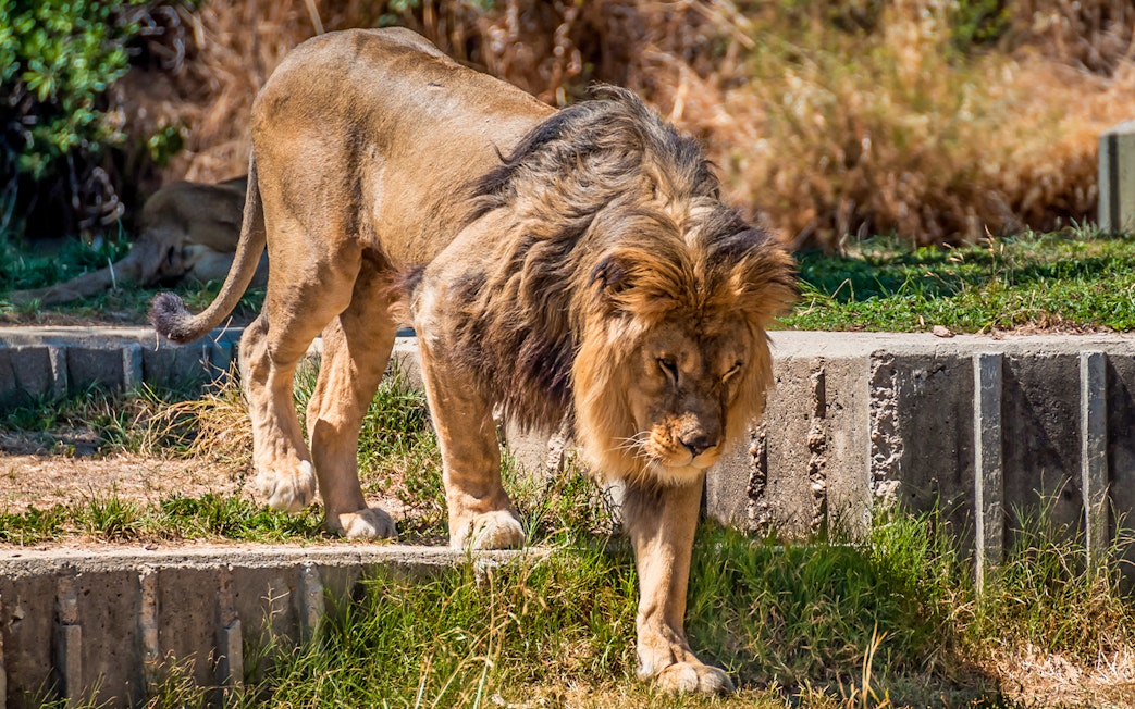 Lion walking on grass at Zoo Aquarium Madrid.