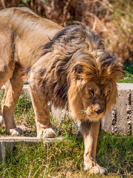 Lion walking on grass at Zoo Aquarium Madrid.