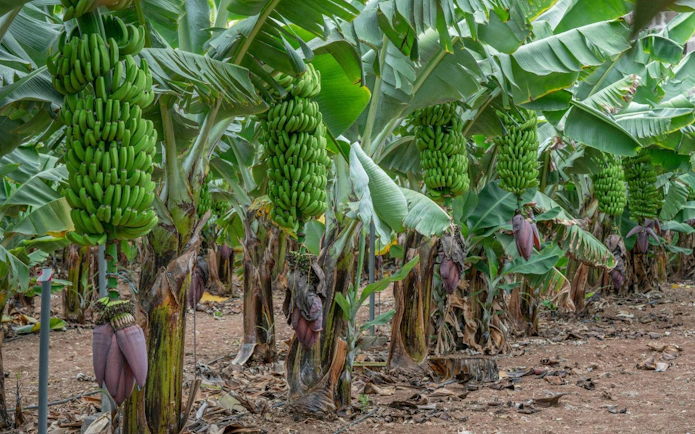 Banana plants with green bananas in Gran Canaria plantation.