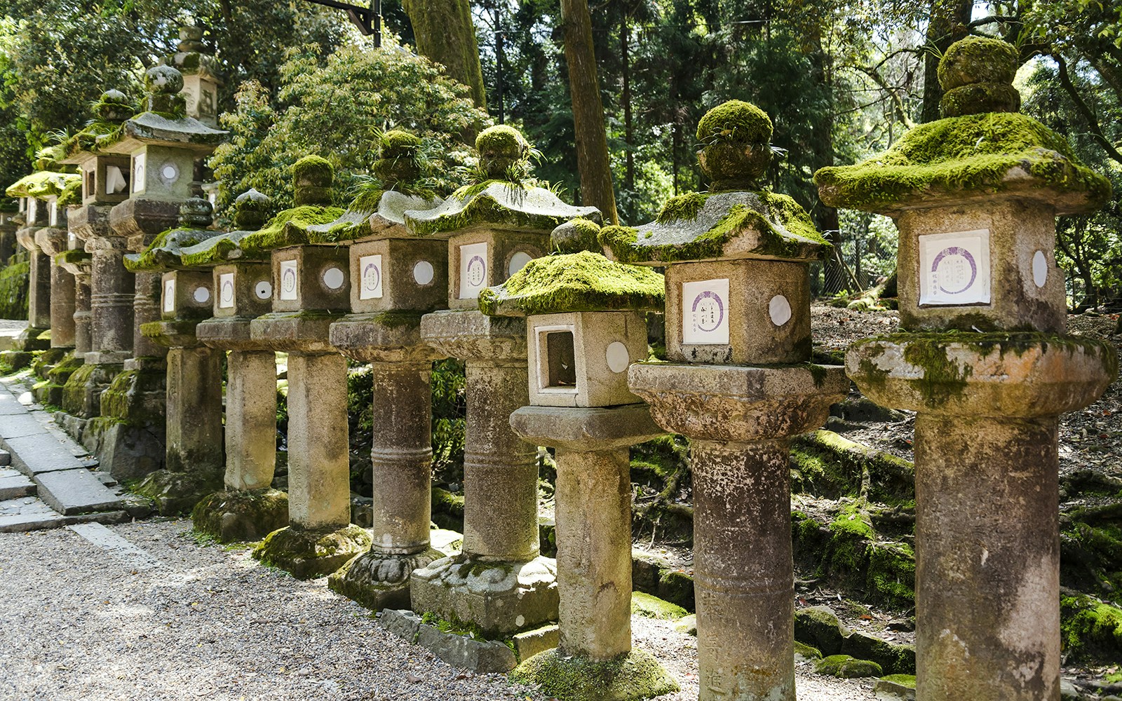 Moss-covered stone lanterns along a path at Kasuga Taisha, Nara, Japan.