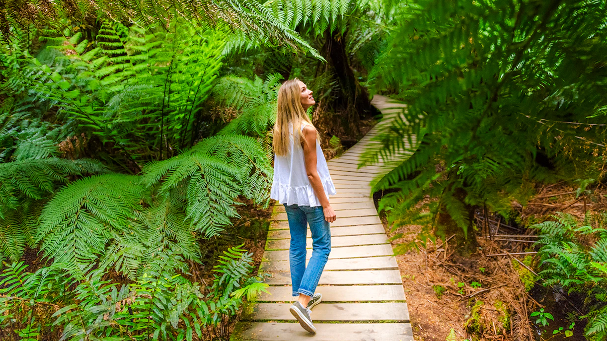 Rainforest trails