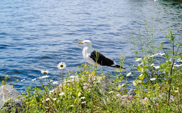 Seagull by the water with wildflowers in Stockholm.