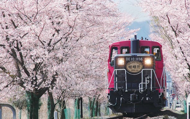 Sagano Romantic Train passing through cherry blossom trees in Kyoto, Japan.