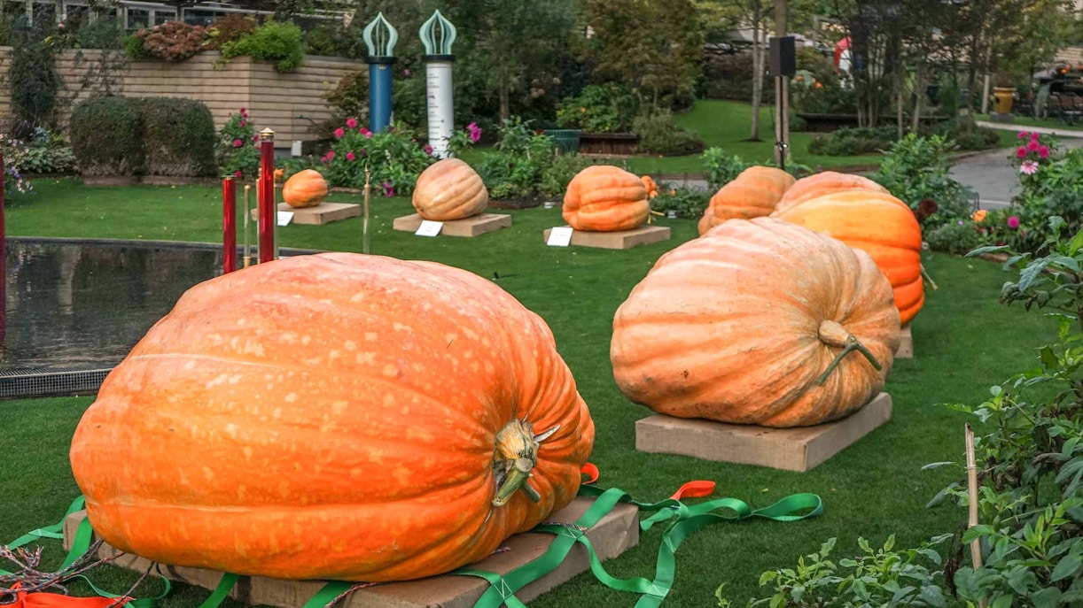 Tivoli Gardens Halloween decorations with illuminated pumpkins and festive lights in Copenhagen.