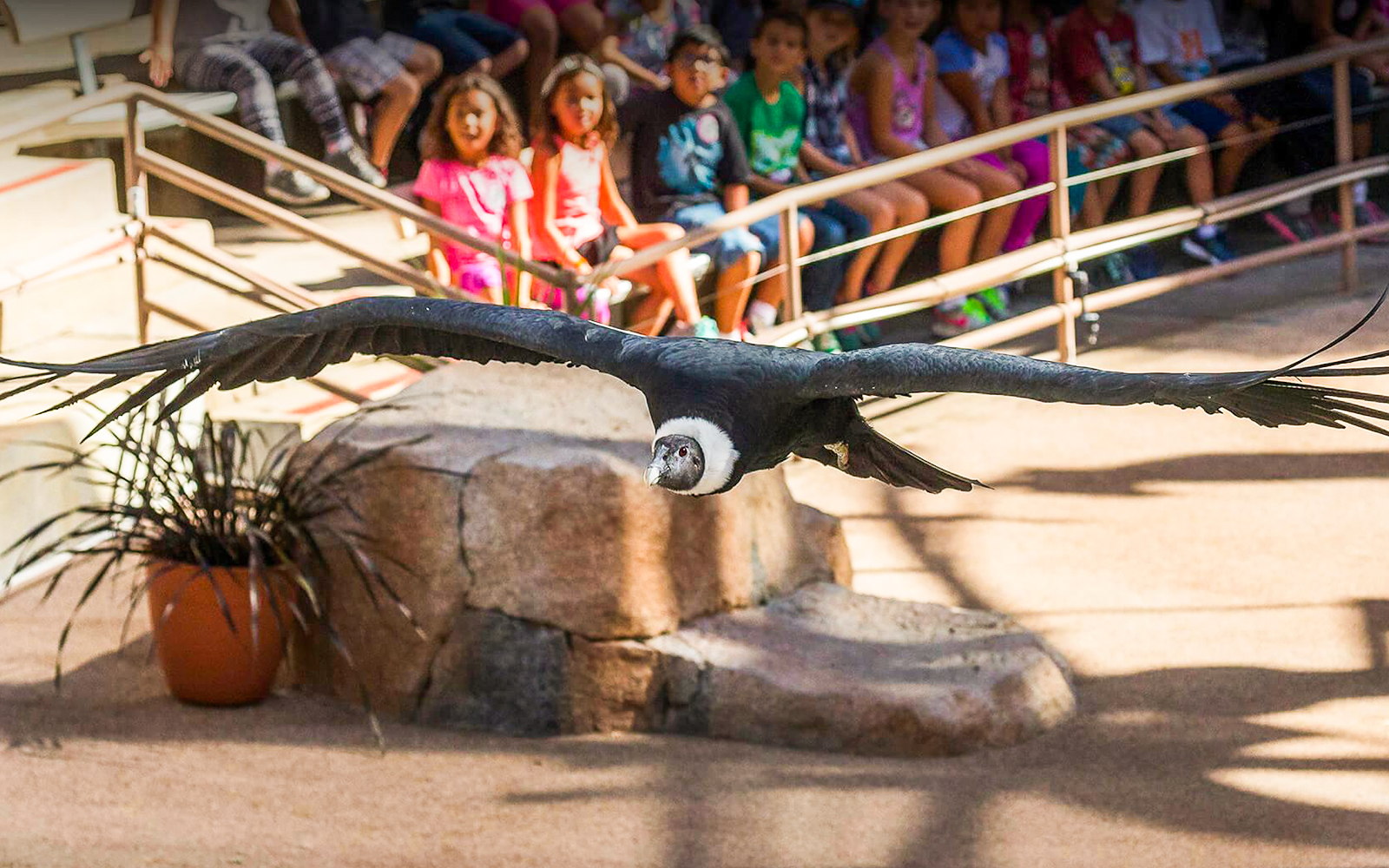 Wildlife presentations at the San Diego Zoo