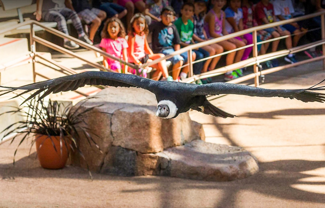 Wildlife Presentations at San Diego Zoo