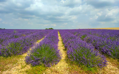 Lavender fields under cloudy sky in Luberon during the Lavender Morning Tour.
