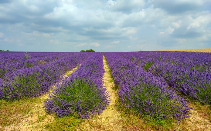 Lavender fields under cloudy sky in Luberon during the Lavender Morning Tour.