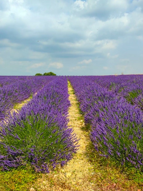 Lavender fields under cloudy sky in Luberon during the Lavender Morning Tour.