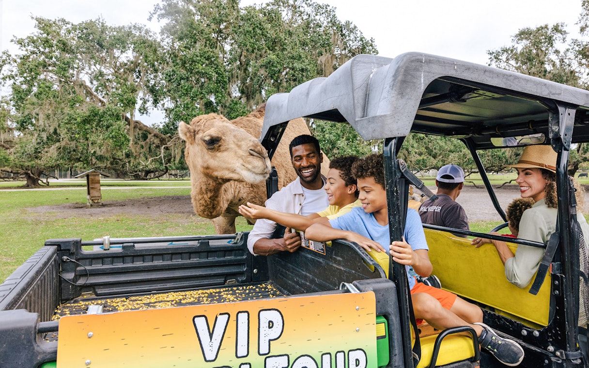 Visitors feeding a camel from a safari vehicle at Drive-Thru Safari Park, Orlando.