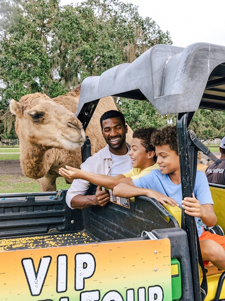 Visitors feeding a camel from a safari vehicle at Drive-Thru Safari Park, Orlando.