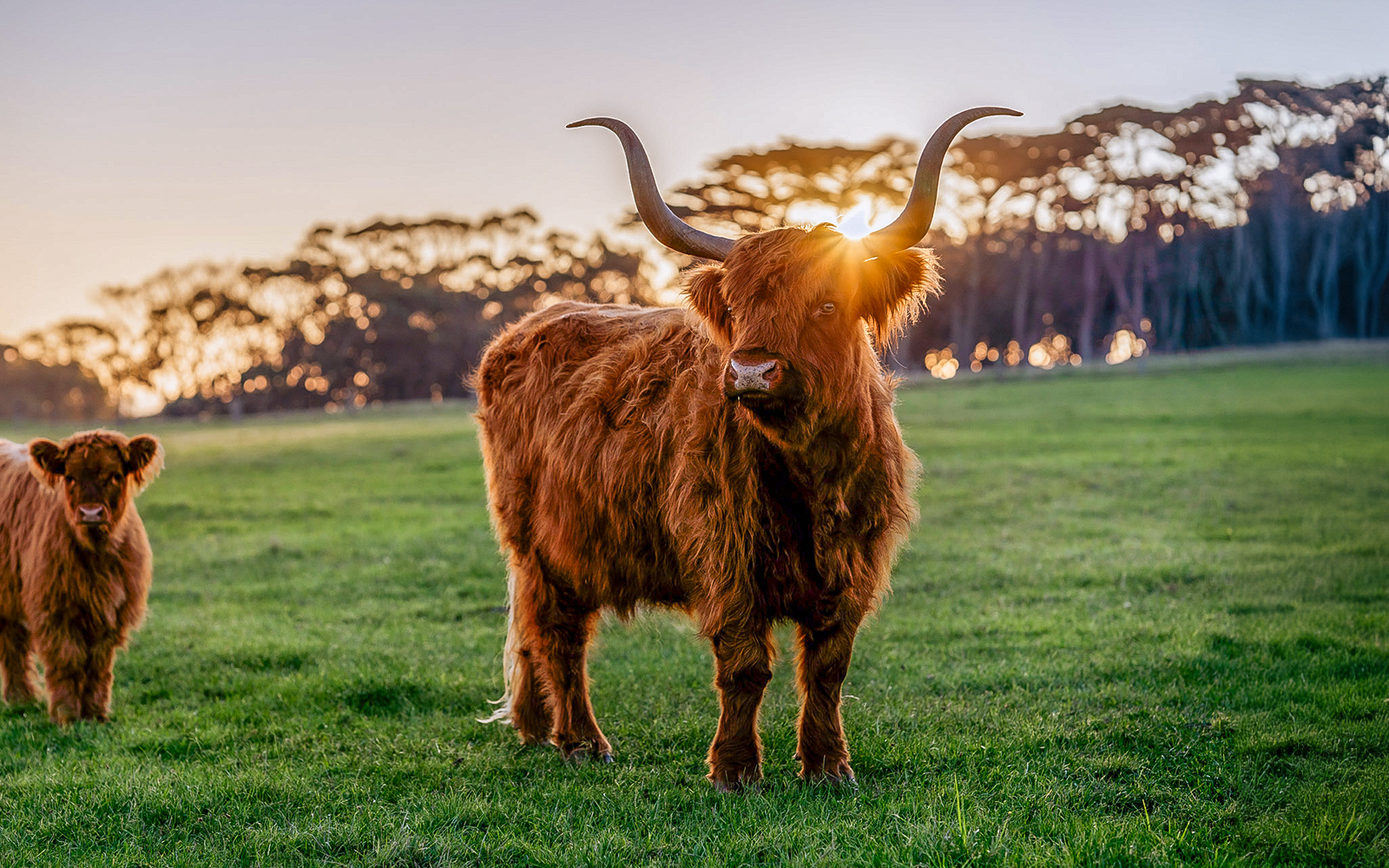 Highland cattle grazing at sunset on Churchill Island.