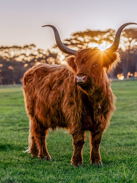 Highland cattle grazing at sunset on Churchill Island.