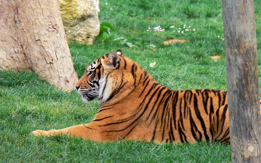 Family observing giraffes at Jardim Zoologico, Lisbon.