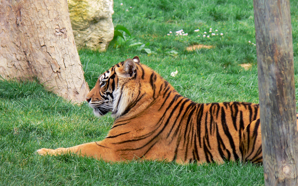 Family observing giraffes at Jardim Zoologico, Lisbon.