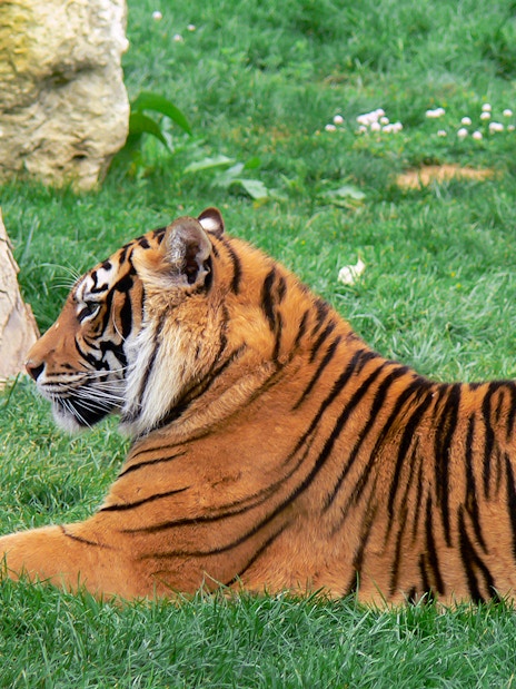 Family observing giraffes at Jardim Zoologico, Lisbon.