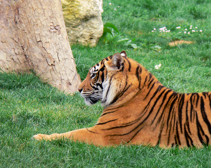 Jardim Zoológico Tickets
