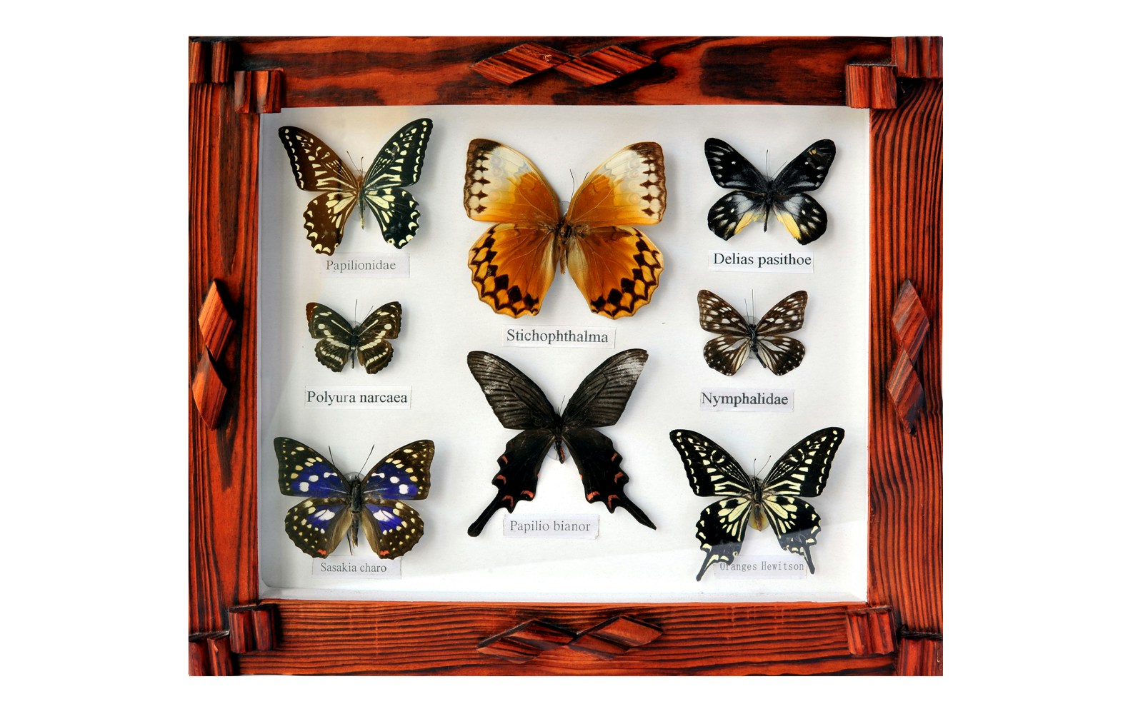 Insect species framed exhibit