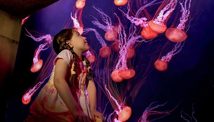 A small girl enjoying Atlantis The Lost Chambers Aquarium