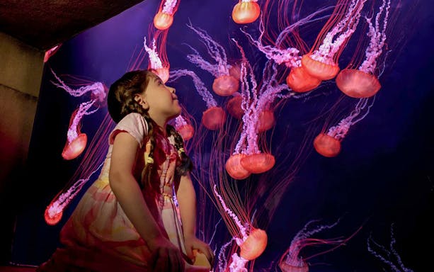 Girl watching jellyfish at Atlantis The Lost Chambers Aquarium.
