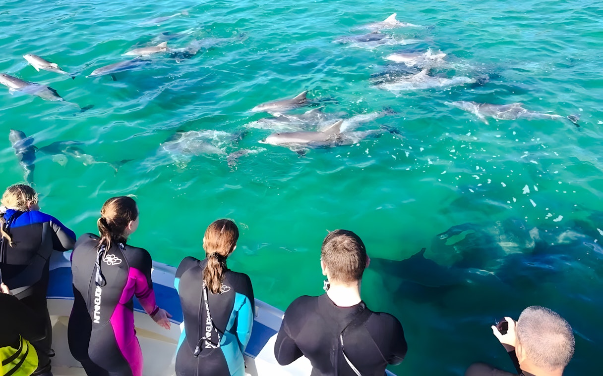 People in wetsuits on a cruise watching dolphins swim near Kangaroo Island.