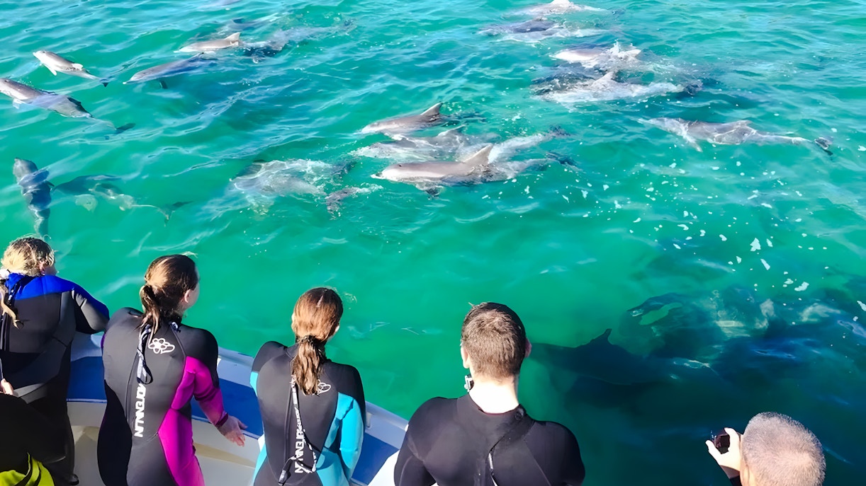 People in wetsuits on a cruise watching dolphins swim near Kangaroo Island.