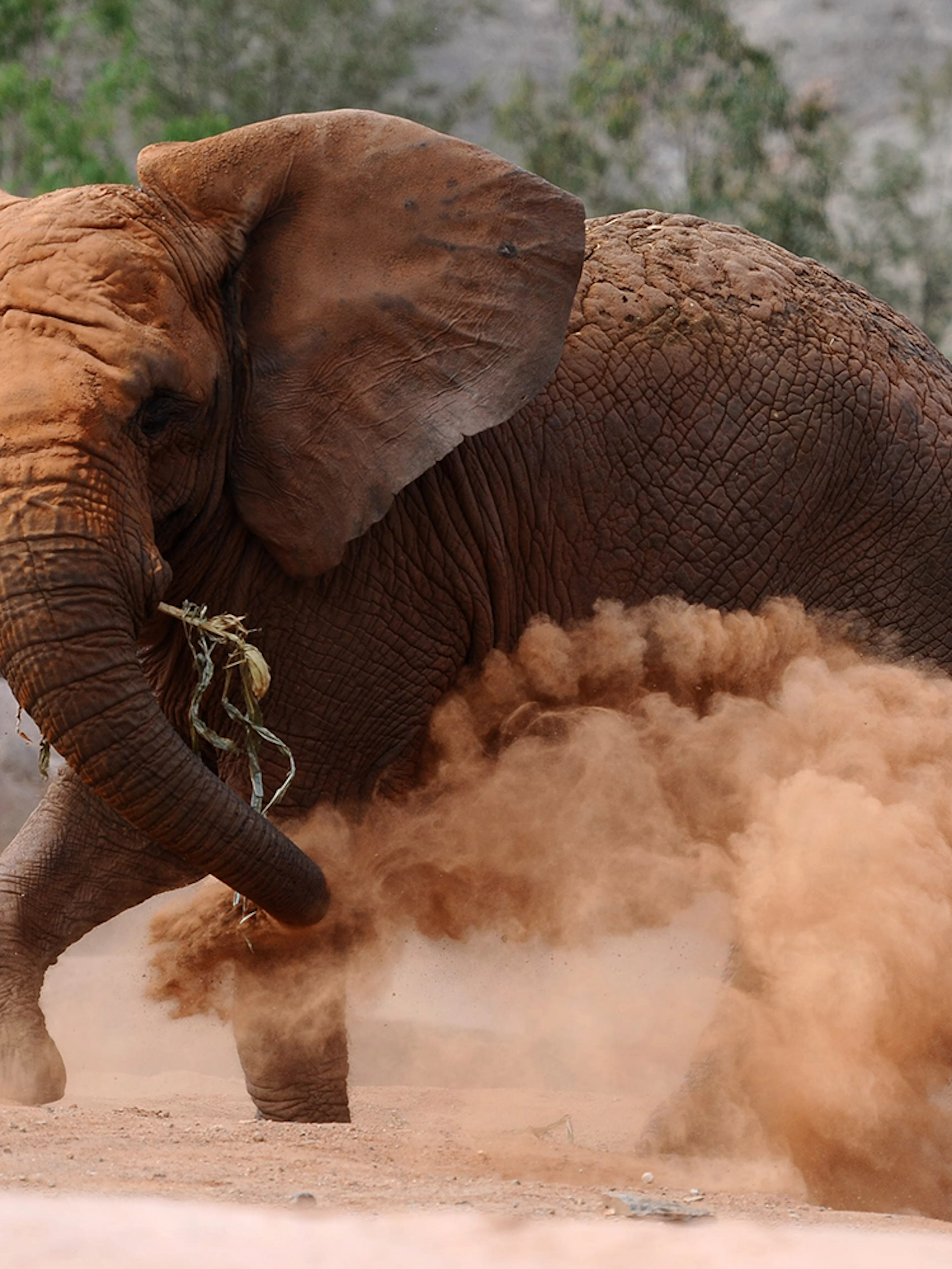 Elephant kicking up dust at Oasis Wildlife Fuerteventura entrance.