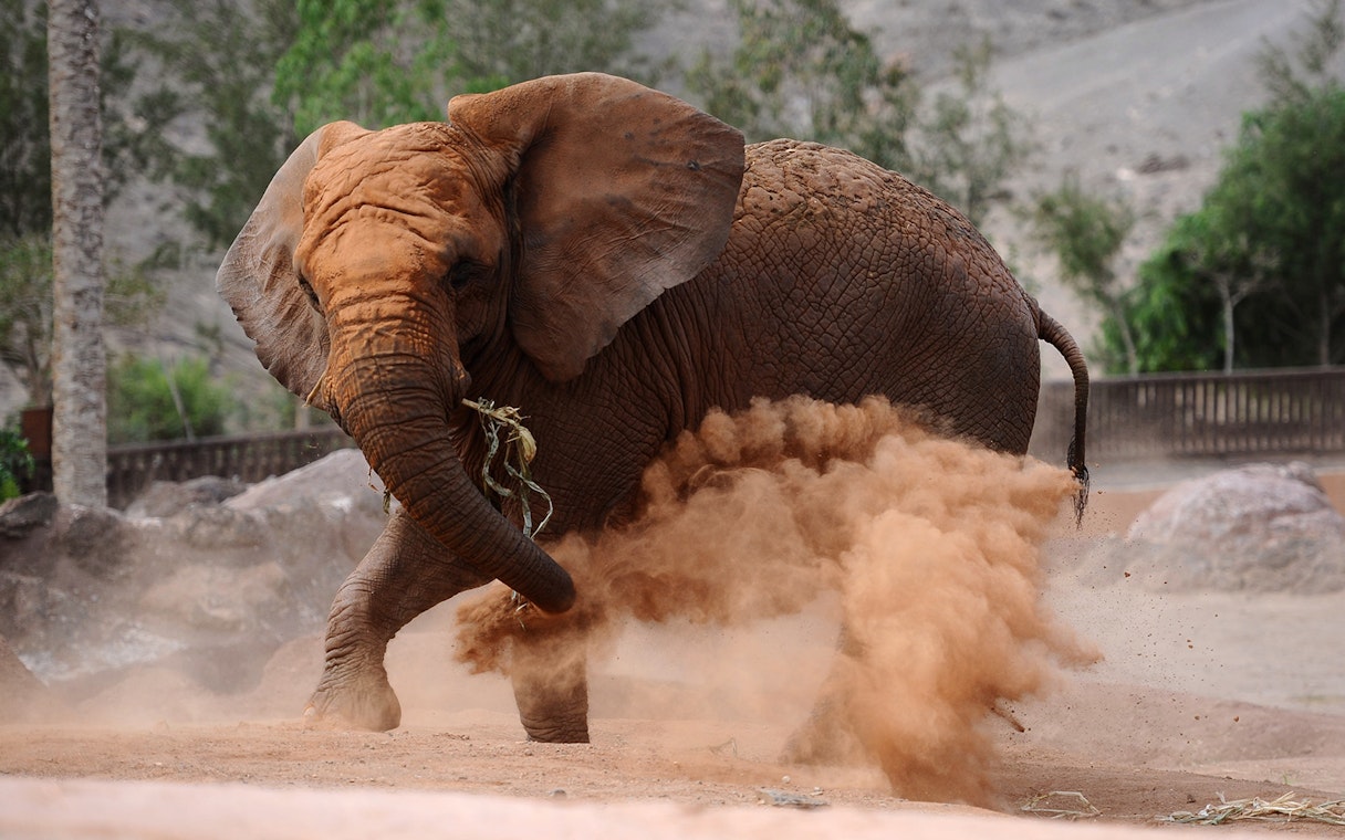 Elephant kicking up dust at Oasis Wildlife Fuerteventura entrance.