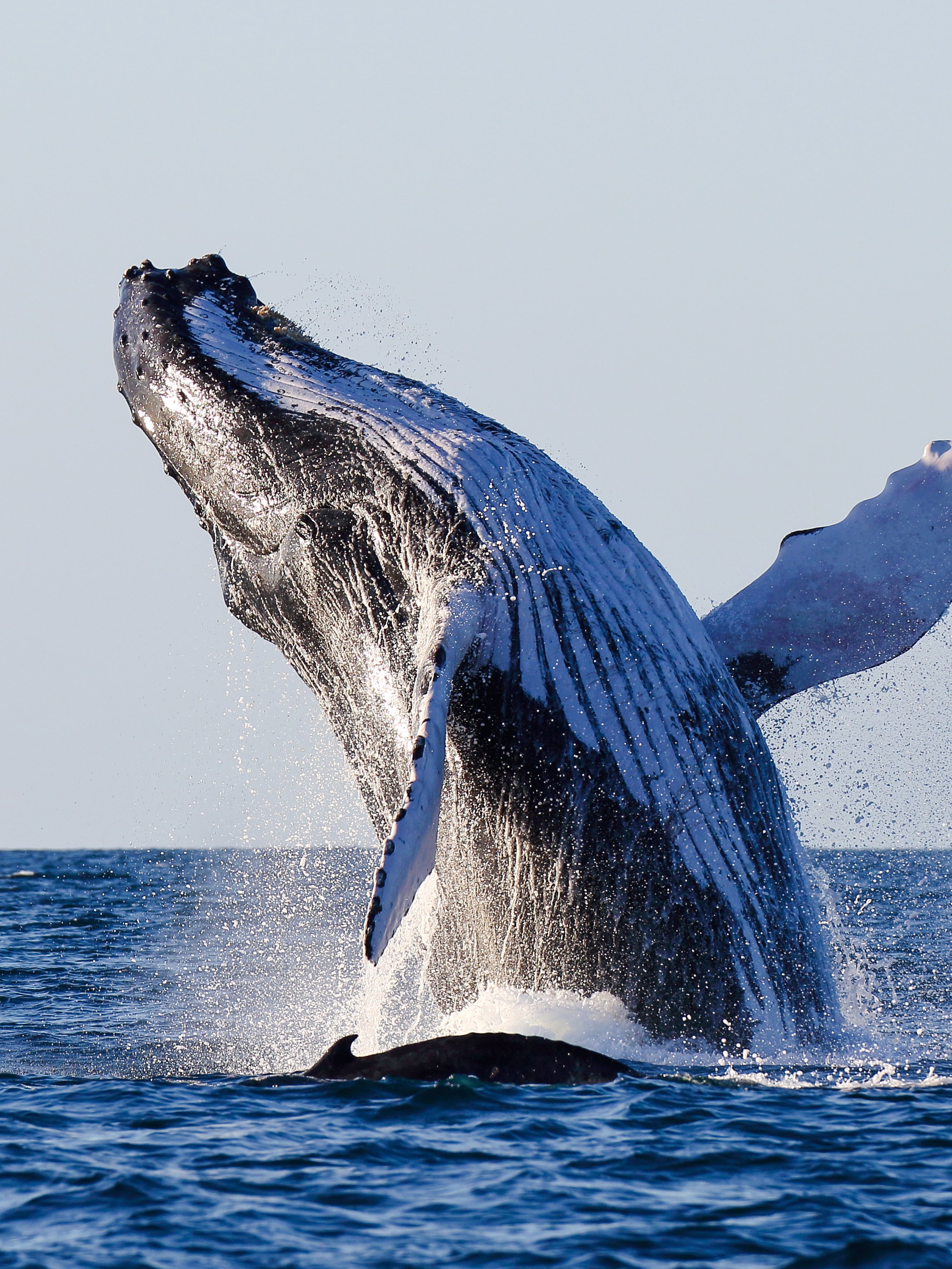 Hvalsafari i Reykjavik Tours