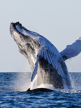 Humpback whale breaching in ocean waters.