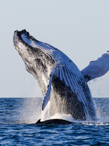 Humpback whale breaching in ocean waters.