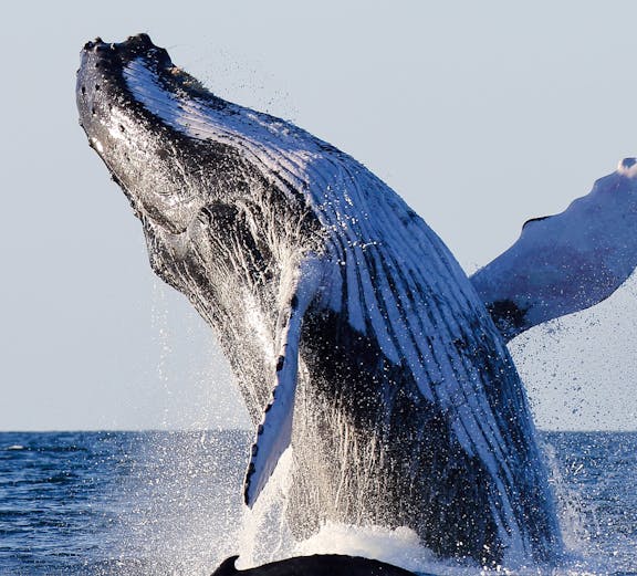Humpback whale breaching in ocean waters.