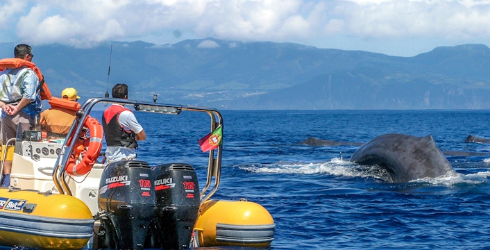 Osservazione delle balene alle Azzorre