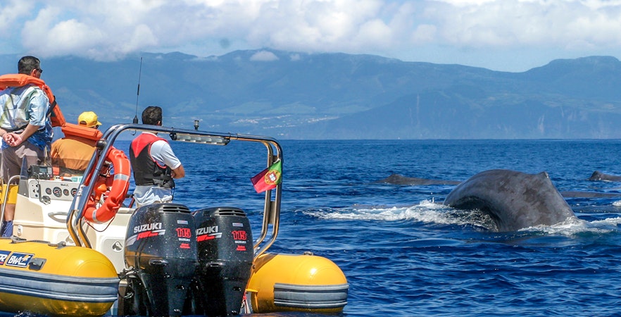 Azoren-Walbeobachtung